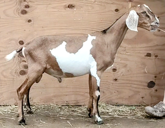 Mini Nubian breeding buck